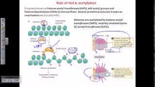 Histone acetylation [upl. by Fairweather568]