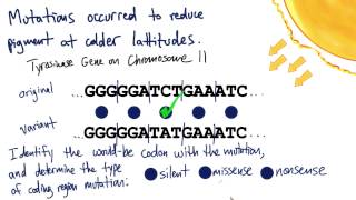 Tyrosinase  Tales from the Genome [upl. by Orvie]