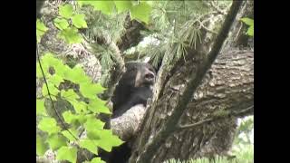 Bear Hunt in Northern Wisconsin and Michigan with hounds [upl. by Merriott]