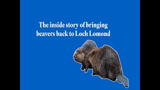 BEAVERS AT LOCH LOMOND  the inside story of bringing beavers back [upl. by Leeda156]