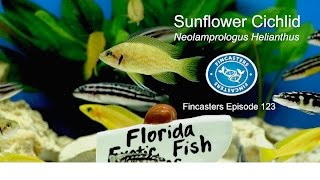 Sunflower Cichlid Neolamprologus Helianthus Fincasters Episode 123 [upl. by Ecnatsnoc]