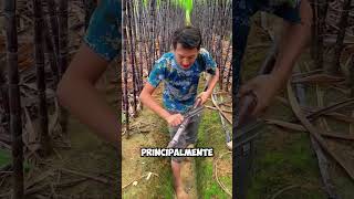 ¡Así Se Cosecha la Caña de Azúcar en las Regiones Rurales de Asia 🌾shorts [upl. by Bumgardner]