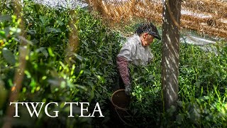 TWG Tea Origin Stories  Hon Gyokuro Jade Dew [upl. by Galitea]