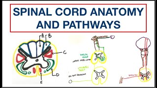 Spinal cord Anatomy and Pathways  Corticospinal  Spinothalamic  Dorsal column  USMLE  MCQ [upl. by Shenan281]