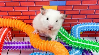 😱 Hamster Escape Maze  Hamster Cute pets Maze hamsterescape mazediytraps hamsterescape 215 [upl. by Andre513]