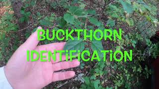 Identifying Buckthorn [upl. by Nnahgem]