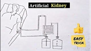 How to draw Artificial Kidney Haemodiaysis step by step in easy way [upl. by Halivah]