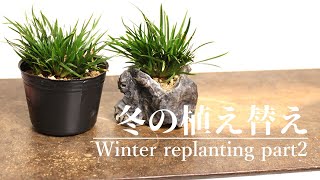 山野草盆栽の株分け  Grass bonsai stocking [upl. by Hitchcock]