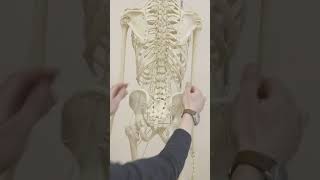 Demo of functional skeleton Rudy from the back in the standing position  BONEMANpro [upl. by Linus]