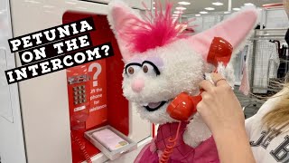 PETUNIA INFILTRATES TARGET [upl. by Esertal]