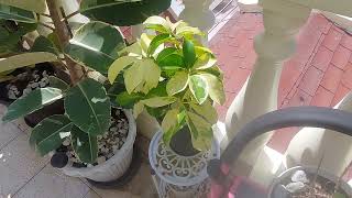 Saturday Bright Morning leafingaround onlyplants plant GreenPlants5 [upl. by Nahgeam]