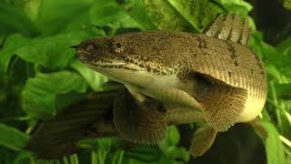 Secrets of the Polypterus [upl. by Cyrie809]