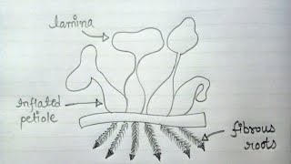 Water Hyacinth Eichhornia Crassipes Diagram  How To Draw Eichhornia Crassipes Labelled Diagram [upl. by Eycats139]