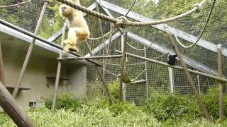 Brachiation practice of the gibbons at Mulhouse Zoo [upl. by Esdnyl286]