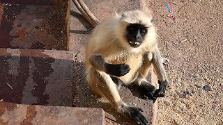 Monkey eating food grains  Bandar Khana kha raha hai monkey bandar monkeyvideo बन्दर [upl. by Llenral819]