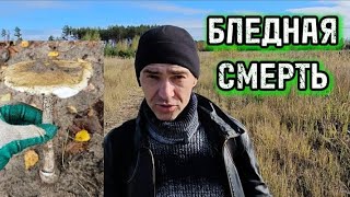 ⛔СМЕРТЕЛЬНЫЙ ГРИБ 🍄💀 [upl. by Aztiraj]