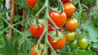 Solanum lycopersicum  Cherry tomato quotSweet Millionquot [upl. by Fidelity]