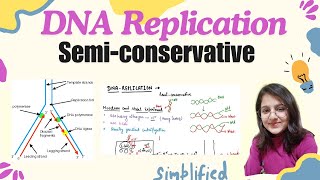 Semiconservative DNA Replication  easy explanation in hindi  molecular genetics [upl. by Aronle901]