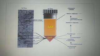 ADSC stem cellStromal vascular fraction [upl. by Eudocia]