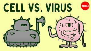 Cell vs virus A battle for health  Shannon Stiles [upl. by Gruver503]