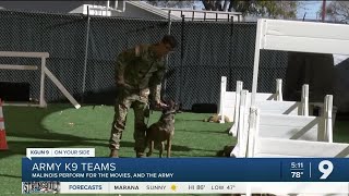 Malinois K9s perform for the movies and the US Army [upl. by Cosme]