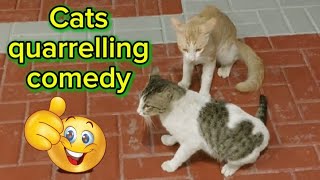 Cats slow motion quarrelsarguments Comedy 🤣 catfighting funny animals viral subscribe like [upl. by Ahsei]