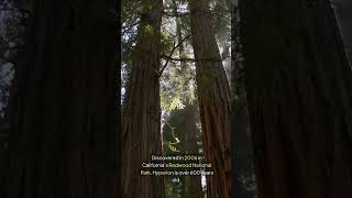 THE TALLEST TREE EVER tree crazy history facts [upl. by Narba]