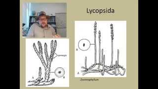 How did plants become forests during the Carboniferous [upl. by Romy]