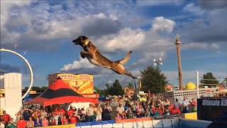 Belgian Malinois Amazing Athlete [upl. by Anita]