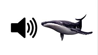 Whale  Sound Effect  ProSounds [upl. by Goulet489]