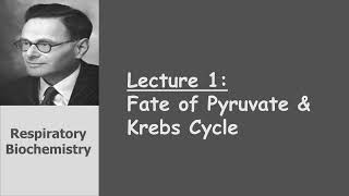 Respiratory Biochemistry  Revision on Fate of Pyruvate amp Krebs Cycle [upl. by Initof]