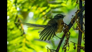 Fantail Pīwakawaka with call  Birds of Inland Kapiti New Zealand [upl. by Beckie871]