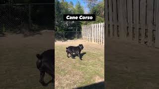 Cane Corso Beautiful Black Coat canecorso canecorsodog [upl. by Colin]