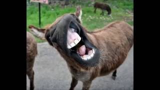 Funny donkey sounds HD [upl. by Arias]