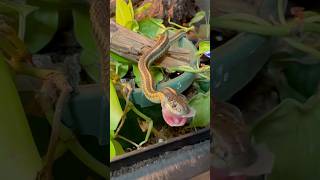 Garter snake savoring his sushi 🍣 [upl. by Loferski230]