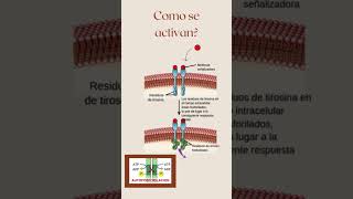Receptores tirosina cinasa ciencia curiosidadescientificas [upl. by Puett]