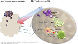 In less than 10 min Antibody Response B and Th2 cells [upl. by Ettennaej862]