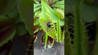 Carnivorous plants eating venusflytrap [upl. by Natsirhc205]