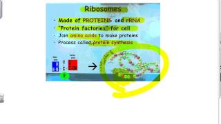 EOC Biology Review 1 Cells [upl. by Attenat]