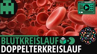 Blutkreislauf einfach erklärt│Biologie Lernvideo Learning Level Up [upl. by Leterg]