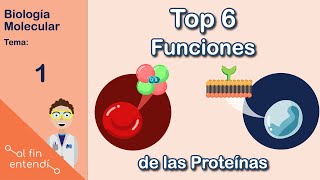 ¿Qué hacen las proteínas Al fin entendí Biología Molecular [upl. by Eiramait206]