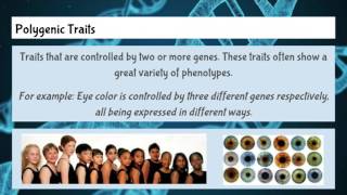 Polygenic Traits [upl. by Joseph342]