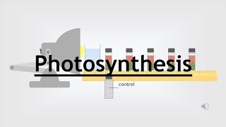 GCSE Biology 16  Photosynthesis [upl. by Robinett]