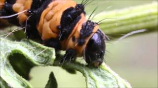 Cinnabar Moth Caterpillar feeding on ragwort [upl. by Arymat]