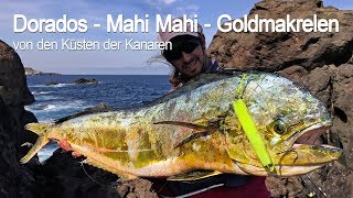 DORADOS  Mahi Mahi  Goldmakrelen Spinnfischen vom Ufer Shore Spinning Gran Canaria [upl. by Appilihp]