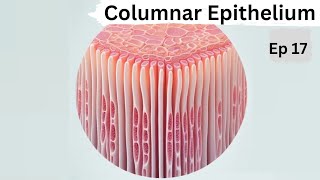 Ep 17  Columnar Epithelium  Tissues [upl. by Enaej]