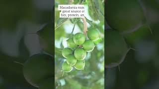 Macadamia Nut  Macadamia integrifolia macadamianuts macadamia fruit [upl. by Edmunda]