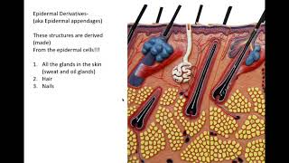 integumentary system part 2 [upl. by Eltsirk]