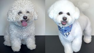 BICHON GROOMING STEP BY STEP  How to groom a fluffy dog [upl. by Roux]