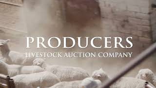 Producers Livestock  San Angelo Texas [upl. by Cresa]